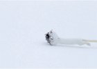 Sue Richardson_ Ermine with Prey.jpg : USA Yellowstone Montana Wyoming Idaho winter